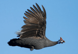 Guinea fowl