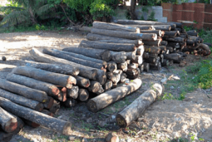 Illegal logging